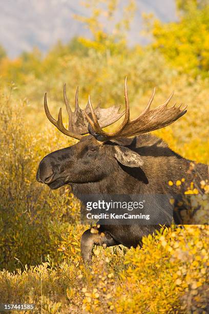 moose im herbst laub - grand teton stock-fotos und bilder
