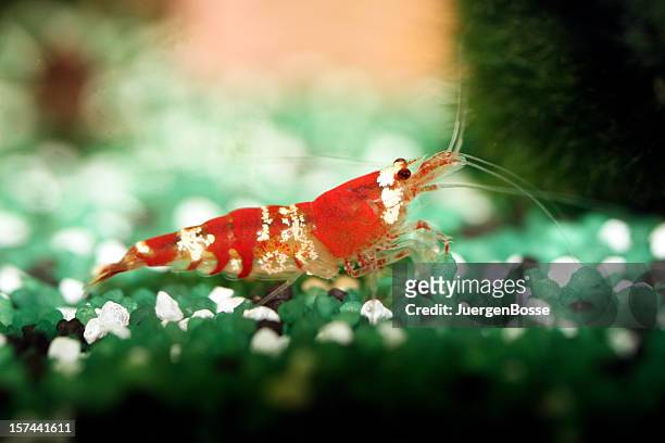 tiny crystal red  shrimps - red night shrimp stock pictures, royalty-free photos & images
