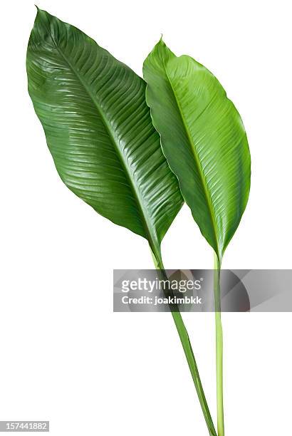 tropical folha verde isolado no branco com traçado de recorte - palm imagens e fotografias de stock