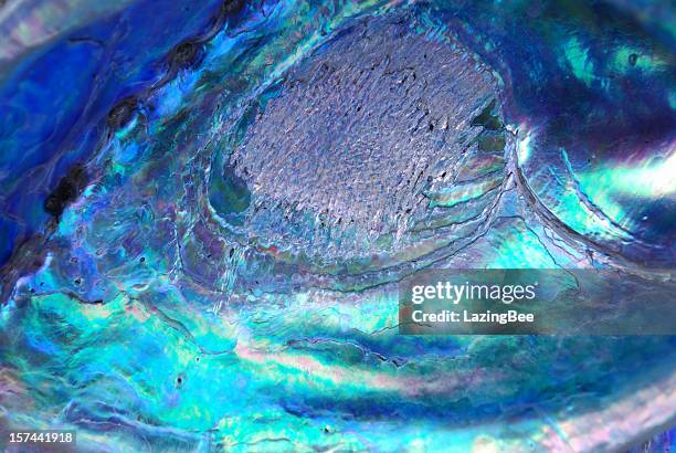 close up of paua shell (new zealand abalone) - abalone stock pictures, royalty-free photos & images