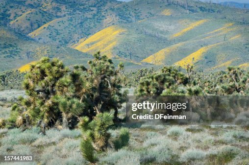 Joshua Tree Forest Joshua Tree Forest