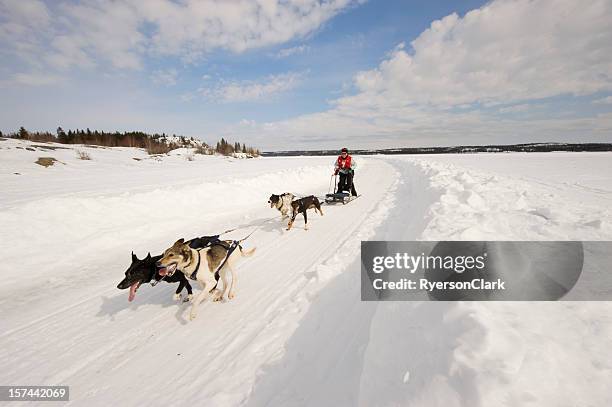 woman dogsled racing in the arctic, yellowknife. - hondensleeën stockfoto's en -beelden