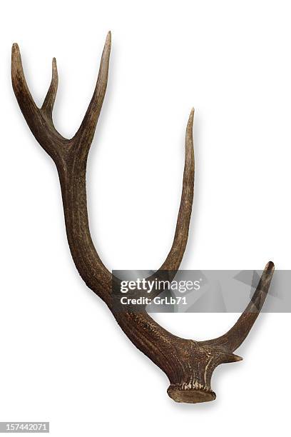 one single moose antler on a white background - tagg bildbanksfoton och bilder