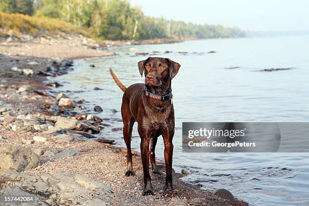 labrador retriever on lake superior - chocolate labrador stock pictures, royalty-free photos & images