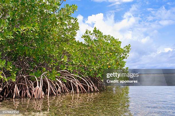 mangrove forest and shallow waters in a tropical island - mangroves stock pictures, royalty-free photos & images