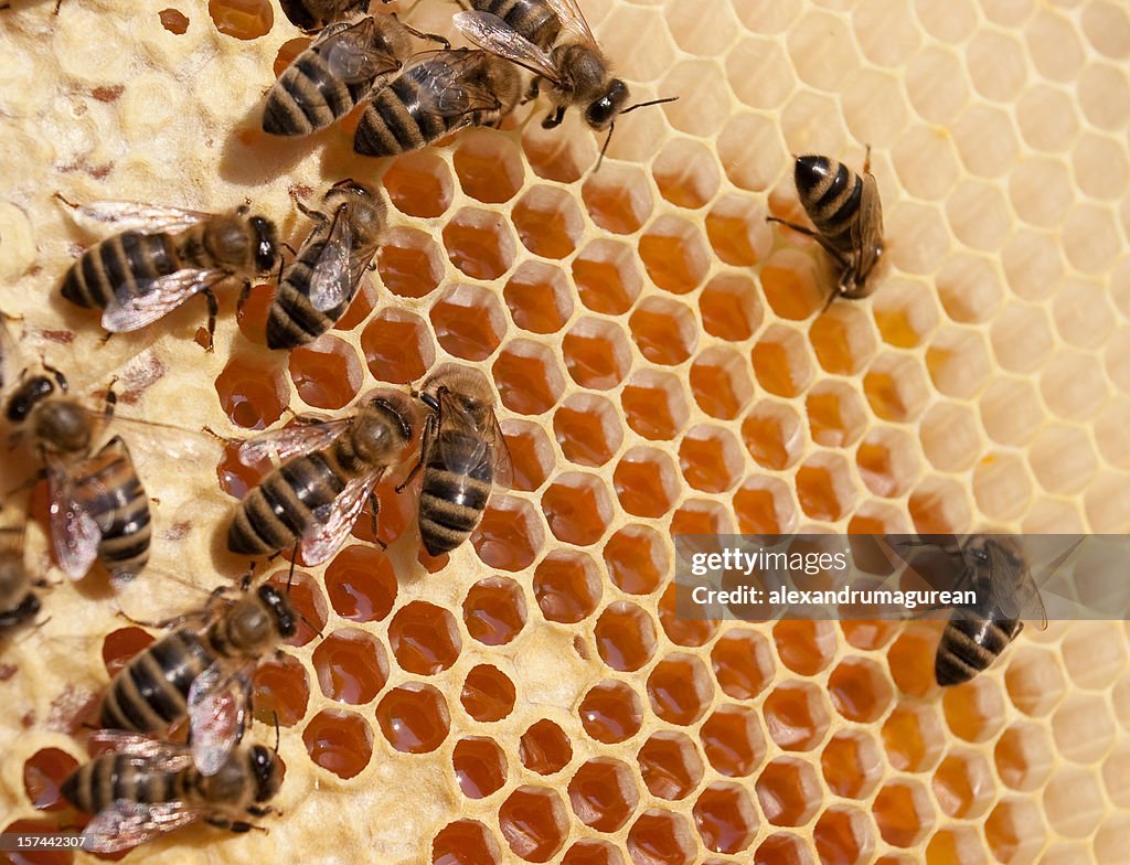 Working Bees