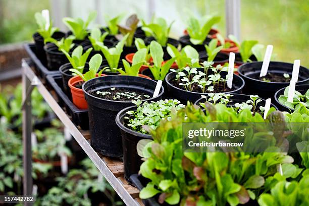 filas de seedlings - gardien de but fotografías e imágenes de stock