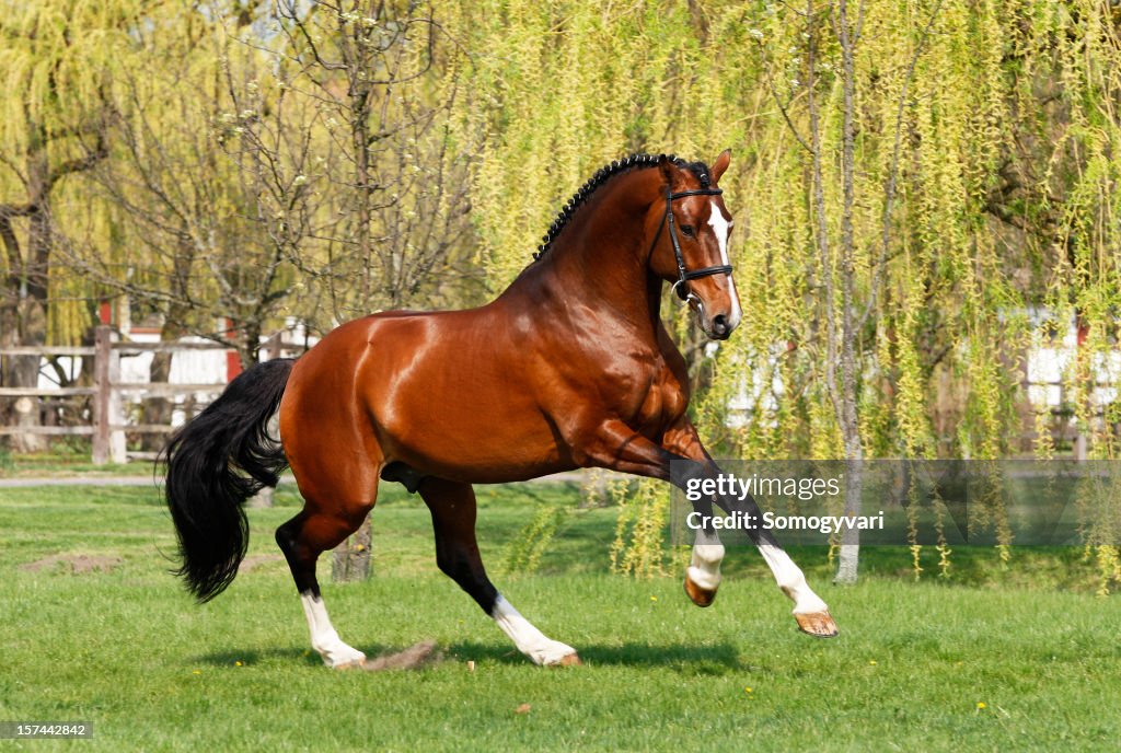 Holsteiner stallion galloping