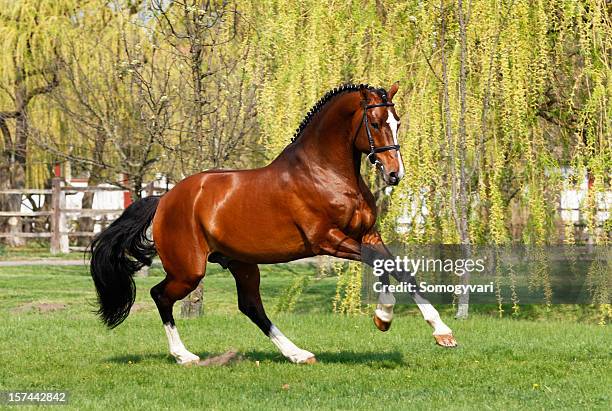 holsteiner stallion galloping - stallions stock pictures, royalty-free photos & images