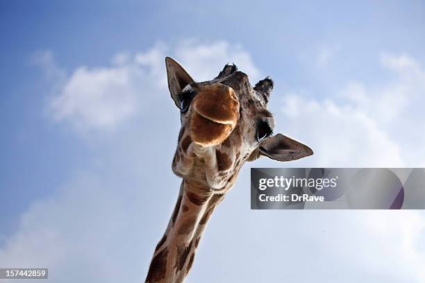 giraffe closeup - funny giraffe stock pictures, royalty-free photos & images