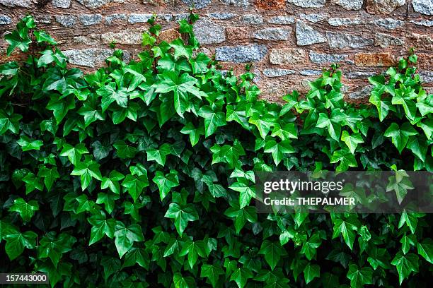 creeeper plant - overgrown stock pictures, royalty-free photos & images