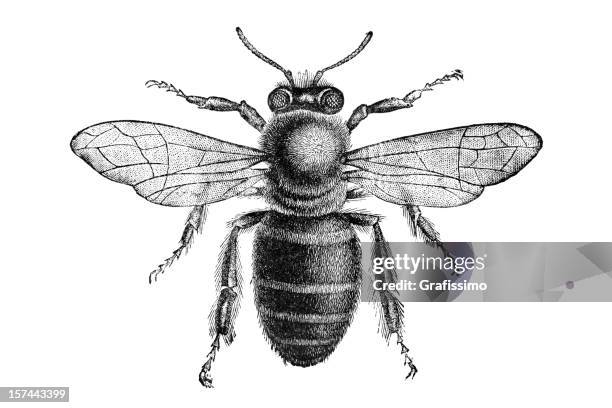 illustrations, cliparts, dessins animés et icônes de gravure d'abeille de dessus isolé sur blanc - insecte