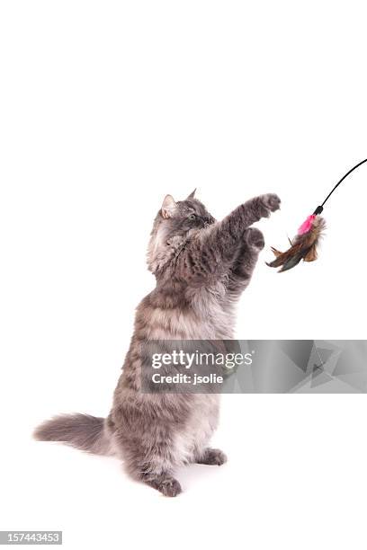 gray siberian cat standing - cat reaching stock pictures, royalty-free photos & images