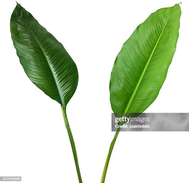 two tropical plants isolated on white with clipping path - tropical leaves stockfoto's en -beelden