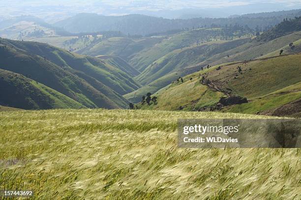 wheat blowing in the wind in the country - ethiopian farming stock pictures, royalty-free photos & images