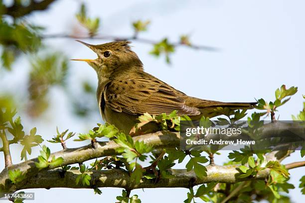 grasshopper warbler (locustella naevia) - warbler stock pictures, royalty-free photos & images