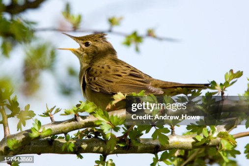 Grasshopper Warbler (Locustella naevia) Grasshopper Warbler (Locustella naevia)