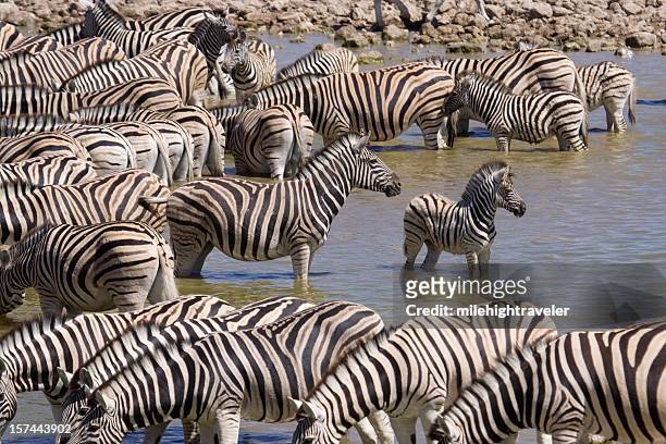 plains zebra at watering hole namibia - zebra herd stock pictures, royalty-free photos & images