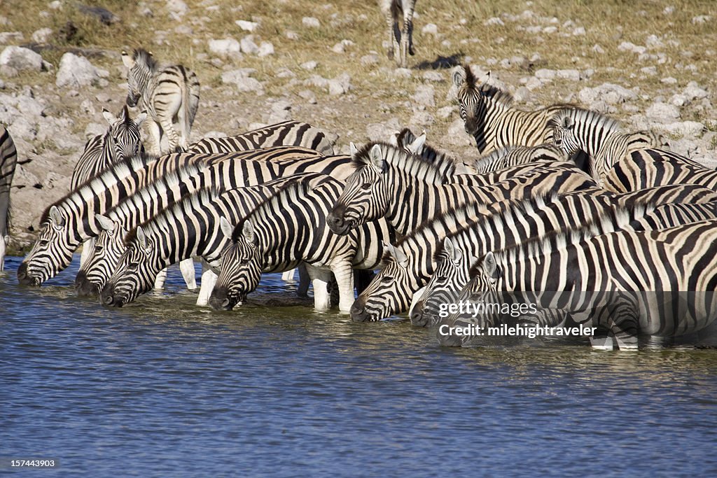 Line of Plains Zebra Drink at Watering Hole, Africa