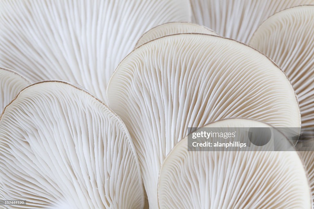Close up of white colored Oyster mushroom