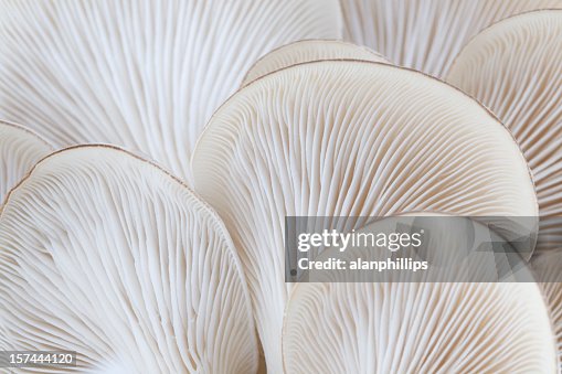 Close up of white colored Oyster mushroom Close up of white colored Oyster mushroom