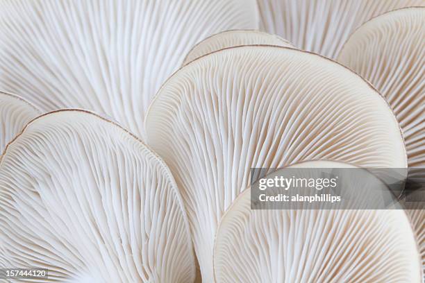 macro de cogumelo ostra guelras (pleurotus - primeiríssimo plano imagens e fotografias de stock