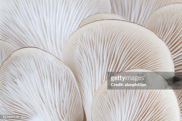 close up of white colored oyster mushroom - makrofotografi bildbanksfoton och bilder