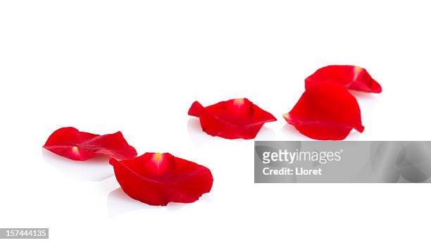 red rose petals - rose petal stock pictures, royalty-free photos & images