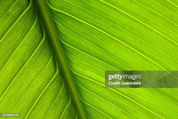 close-up of green plant leaf and stem - palm tree leaves stock pictures, royalty-free photos & images