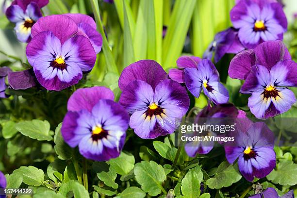 pansy (viola x wittrockiana) - violales stock pictures, royalty-free photos & images