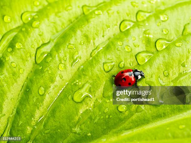 ladybird - nyckelpiga bildbanksfoton och bilder