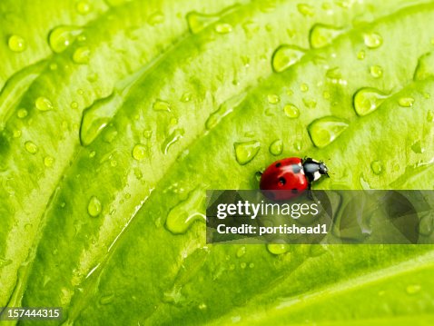 Ladybird Ladybird