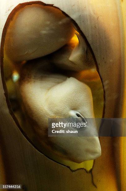 sand shark egg - animal fetus stock pictures, royalty-free photos & images