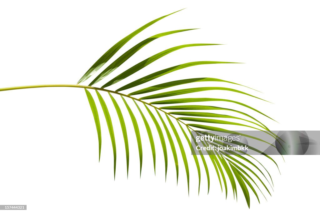 Tropical verde hoja de palmera Aislado en blanco con trazado de recorte