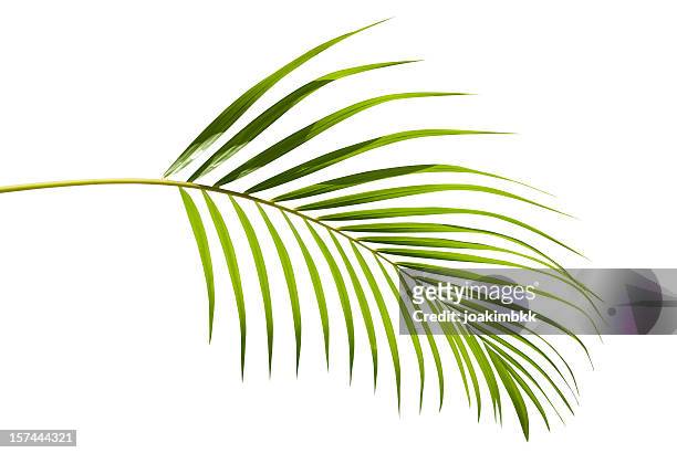 tropical verde hoja de palmera aislado en blanco con trazado de recorte - palmera fotografías e imágenes de stock