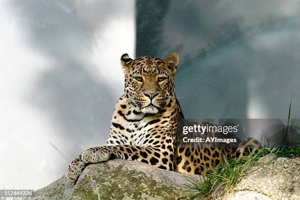 amur leopard (panthera pardus orientalis) - amur leopard stock pictures, royalty-free photos & images