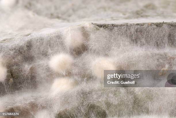 mildew - moldy bread stock pictures, royalty-free photos & images