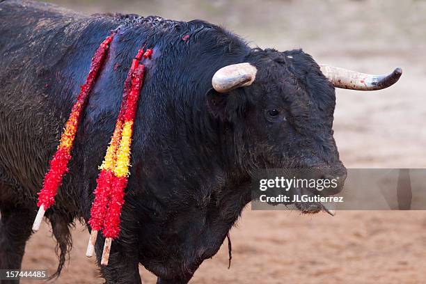 bull - corrida foto e immagini stock