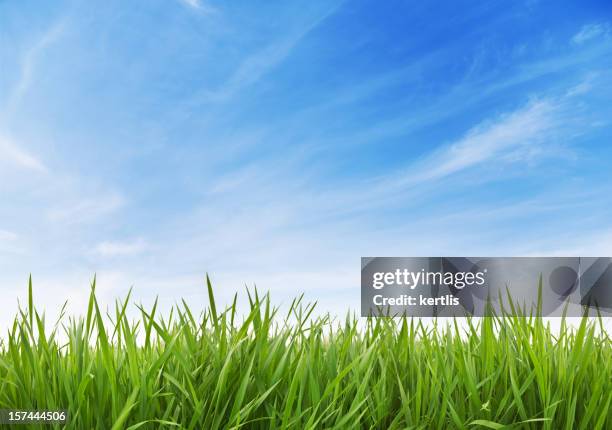 verde hierba y cielo xxxl 70 mpx - brizna de hierba fotografías e imágenes de stock