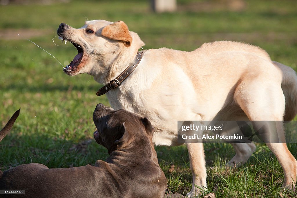 Labrador retriever e pitbull terrier