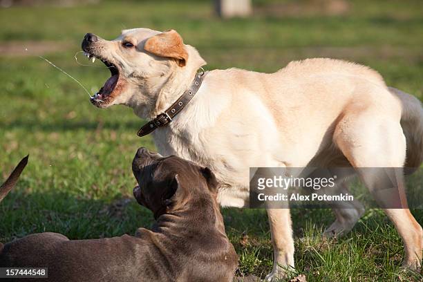 labrador retriever playing with pit bull terrier - violence stock pictures, royalty-free photos & images