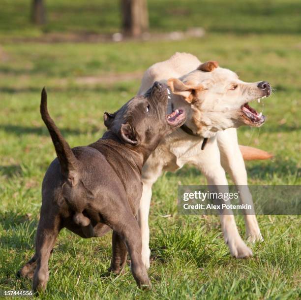 two agressive dogs: labrador retriever fight with pitbull terrier - pit bull stock pictures, royalty-free photos & images