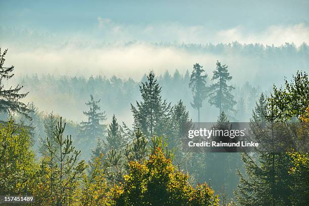 forest with morning mist - baumkrone stock-fotos und bilder