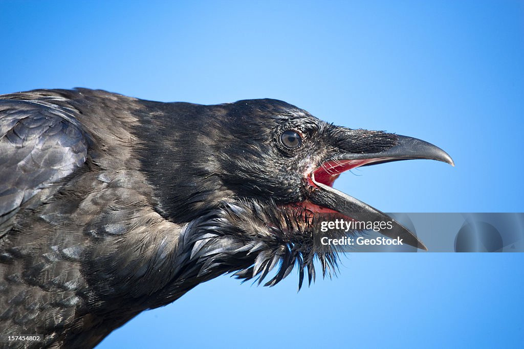 Crowshead Color Crows Head High-Res Stock Photo - Getty Images