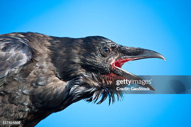 Crows Header Crow Head Photos and Premium High Res Pictures - Getty Images