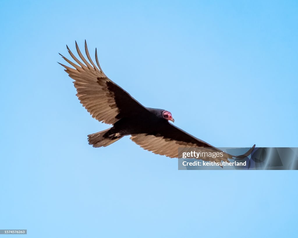 Vulture In Flight Turkey Vulture In Flight British Columbia Canada High-Res Stock Photo ...