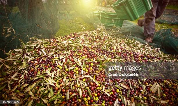 campesino con net en aceitunas de recolección - olivo fotografías e imágenes de stock