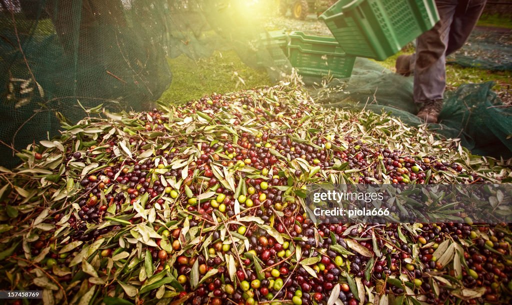 Peasant with Nets during Olives Harvesting