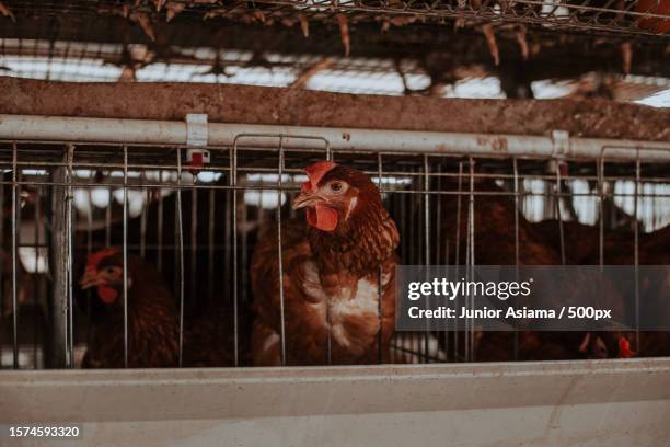 close-up of chickens in cage,accra,ghana - animales en cautiverio fotografías e imágenes de stock