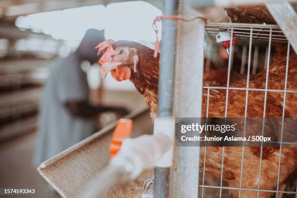 blurred in background young black man at farm,gathering eggs from chicken coop,accra,ghana - caged farm animals stock pictures, royalty-free photos & images